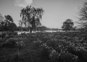 Decorative image of flowers by a river 